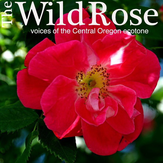 The WildRose Journal
